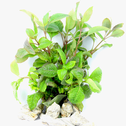 Hygrophila corymbosa in pot